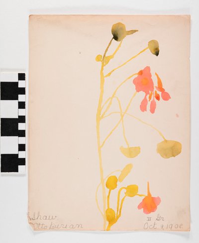 Orange Flowers by Otto Burian